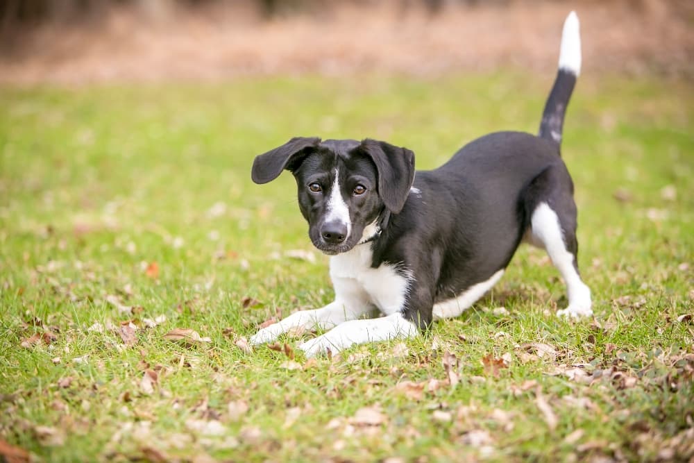 Decoding Pet Body Language: Understanding What Your Furry Friend Is Trying to Tell You