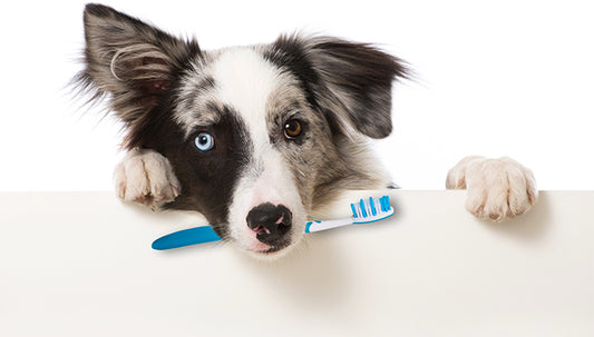 5 Essential Tips for Keeping Your Dog's Teeth Clean and Healthy